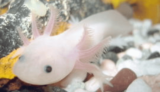 アホロートルとウーパールーパーの違いとは？もう迷わない！簡単に見分ける方法