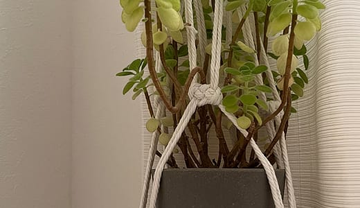 アロマティカスで運気UP！風水で開運効果を高める育て方と置き場所、そしてもっと楽しむためのアレンジアイデア