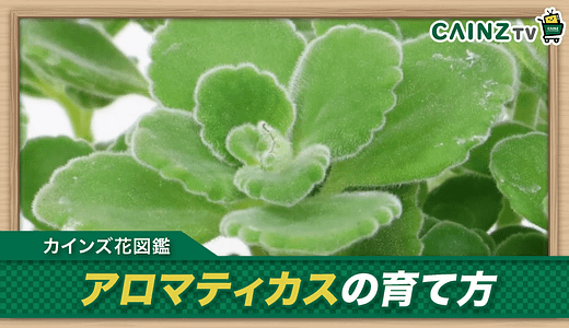 アロマティカス室内での栽培方法！育て方のポイントは？