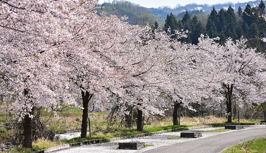 みんなが行ってよかった岩手の桜名所は？必見のお花見スポットをご紹介！