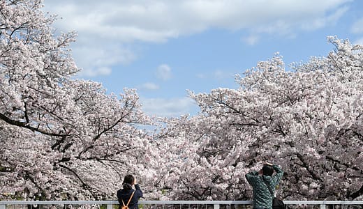 仙台市泉区の桜穴場お花見スポット2025！知られざる桜の名所はここ！