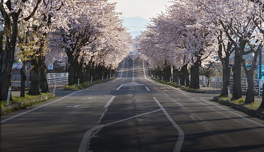 秋田で楽しむ絶景の桜スポット2025! 隠れた名所もご紹介！
