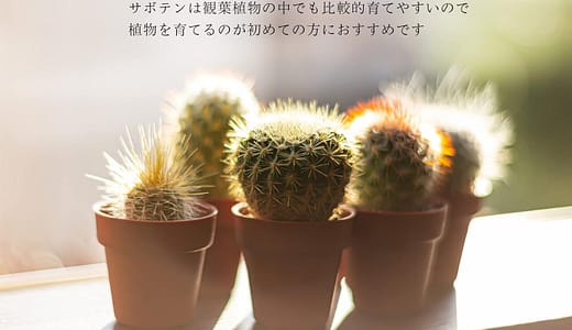 もう枯らさない！初心者でも簡単！水やり・日当たり・植え替えのコツ